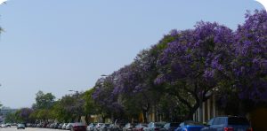 Blue Jacarandas along a street.