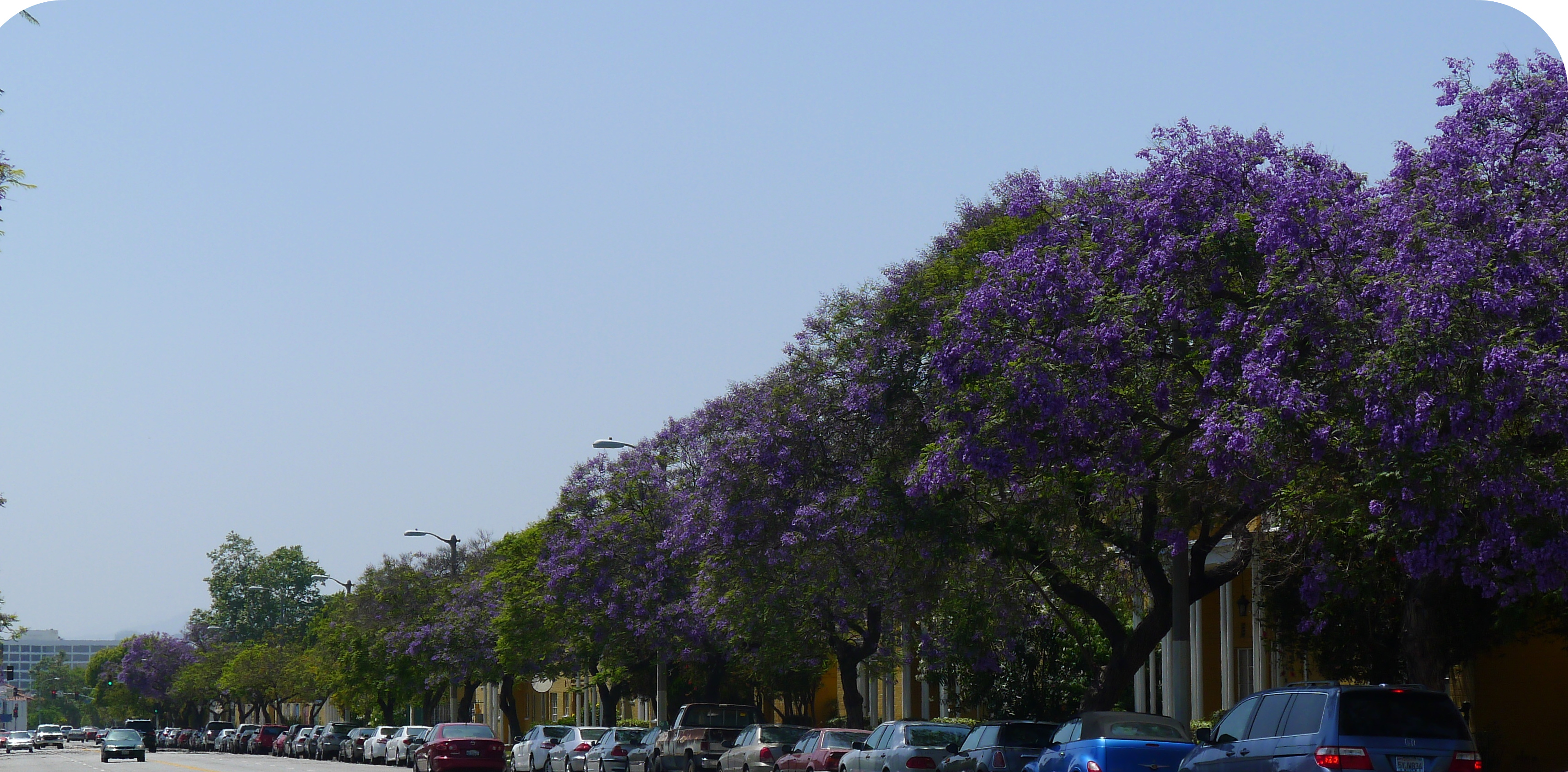 Jacarandas by hollywoodsmille310