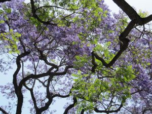 Blue Jacarandas against the sky