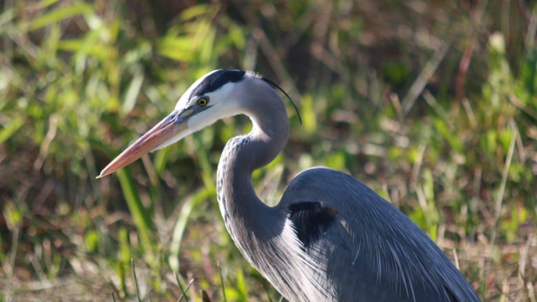 Great blue heron