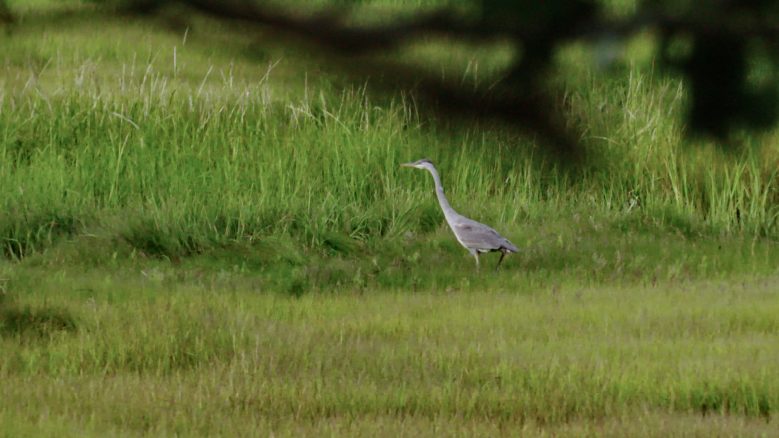 A great blue heron standing among a grassy landscape