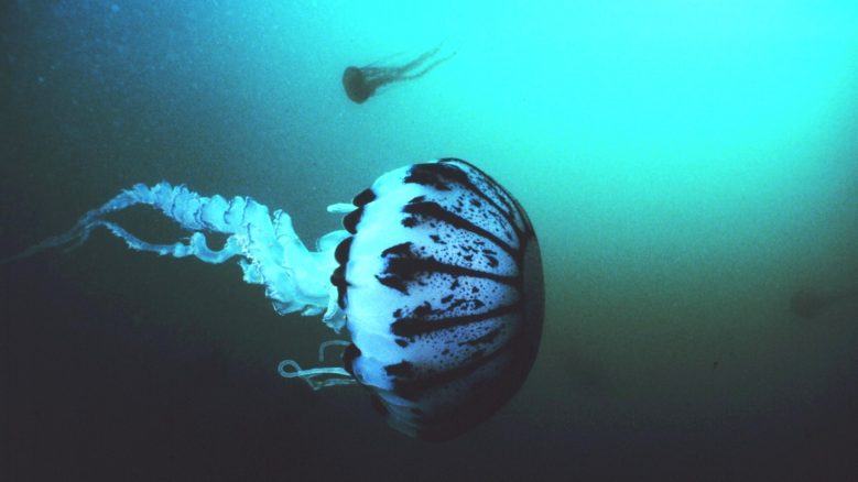 Jellyfish swimming in dark waters