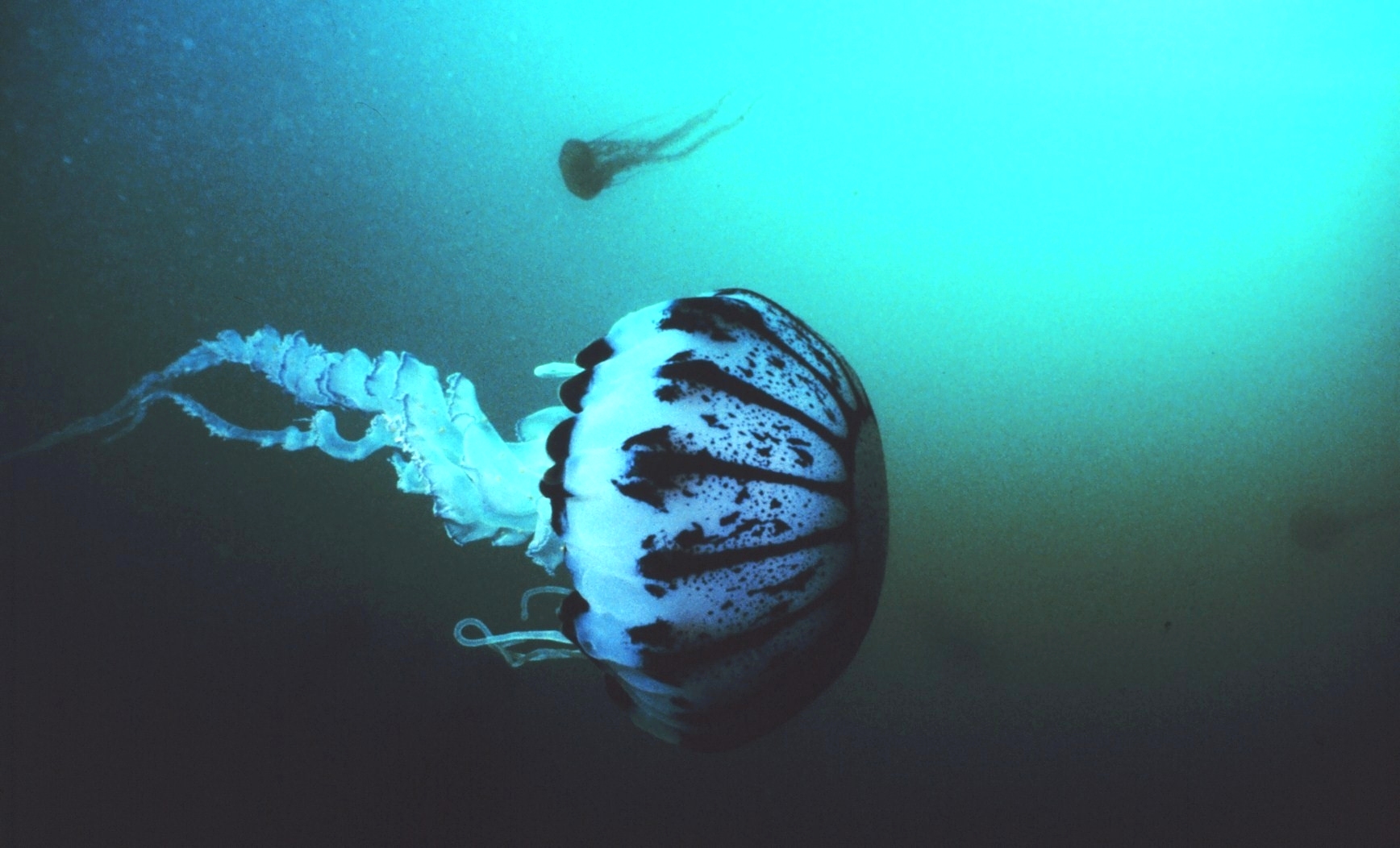 Jellyfish swimming in dark waters