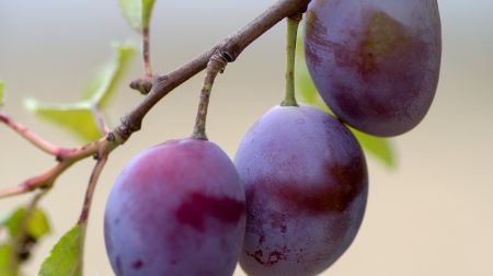 Close-up of three purple plums attached to a stem.