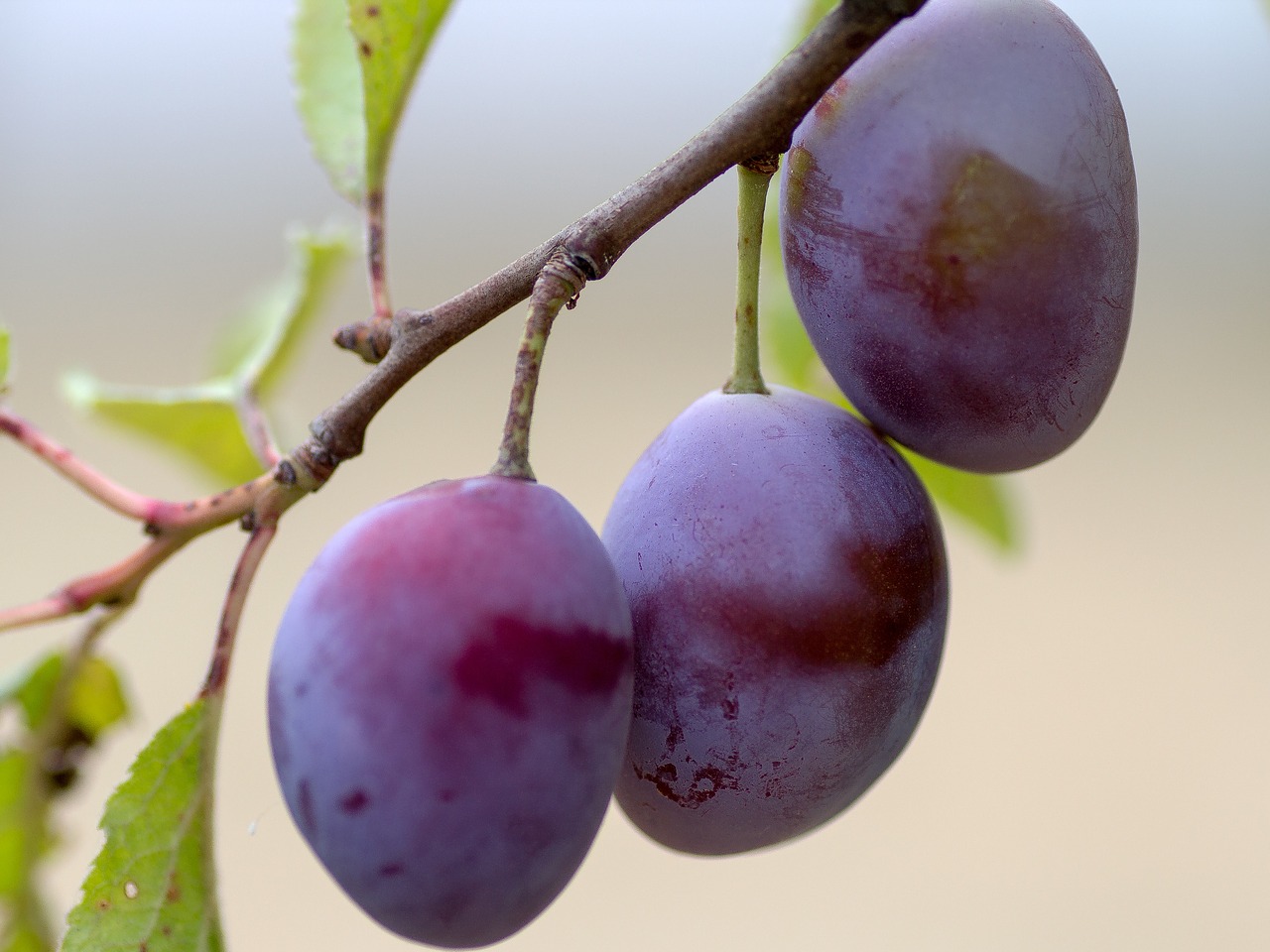 Close-up of three purple plums attached to a stem.