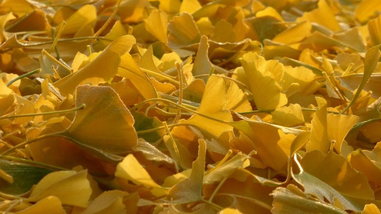 A large pile of yellow Gingko leaves