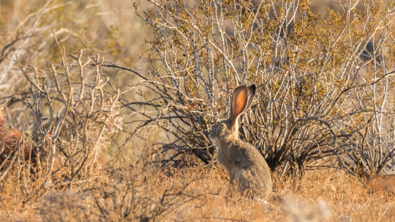 A Jackrabbit in the wild, sitting perched on its hind legs